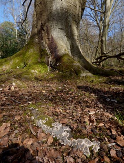 Growing out on a surface root peripheral to a mature beech in the New Forest, Hampshire